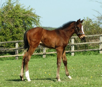 2014 Bay colt by Champs Elysees
